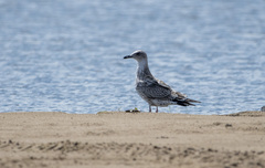 Larus argentatus