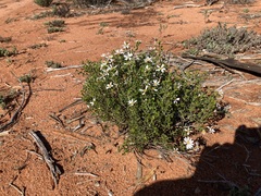 Olearia muelleri
