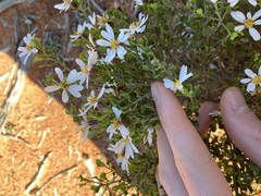 Olearia muelleri