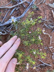 Olearia muelleri