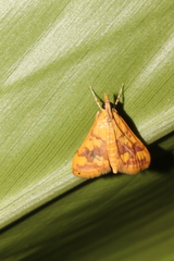 Pyrausta phoenicealis