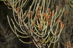Allocasuarina