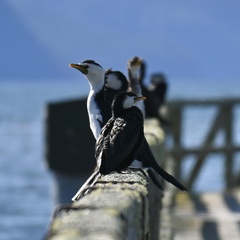 Microcarbo melanoleucos brevirostris