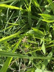 Cyperus acuminatus