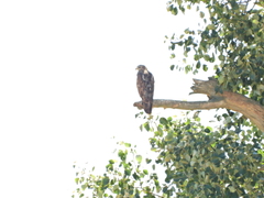 Buteo buteo buteo