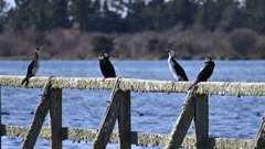 Microcarbo melanoleucos brevirostris