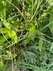 Cyperus acuminatus