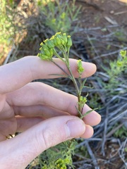 Senecio glossanthus