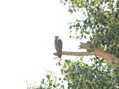 Buteo buteo buteo