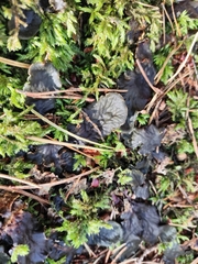 Peltigera praetextata