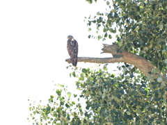 Buteo buteo buteo