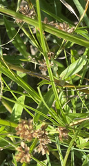 Cyperus acuminatus