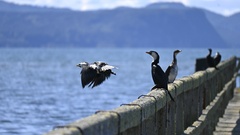 Microcarbo melanoleucos brevirostris