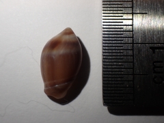 Amalda depressa