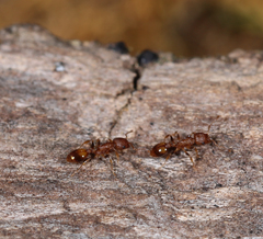 Temnothorax schaumii