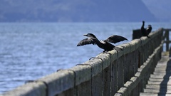 Microcarbo melanoleucos brevirostris