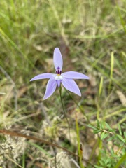 Glossodia major
