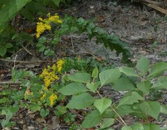 Solidago odora