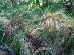 Carex paniculata