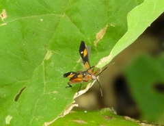 Oncopeltus guttaloides