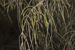 Allocasuarina