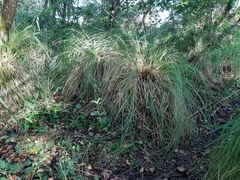 Carex paniculata