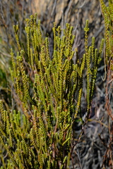 Passerina truncata