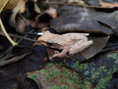 Polypedates leucomystax