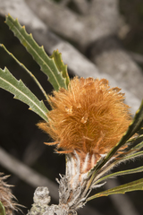 Banksia laevigata