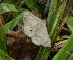 Anticarsia gemmatalis
