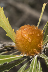Banksia laevigata