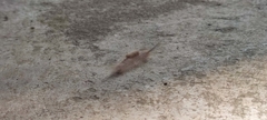 Lymantriinae