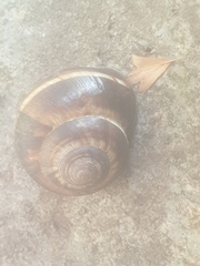Helix lucorum