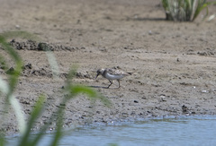 Calidris temminckii