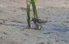 Calidris temminckii