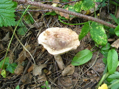 Lactarius flexuosus