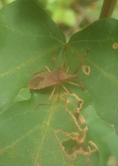 Gonocerus acuteangulatus
