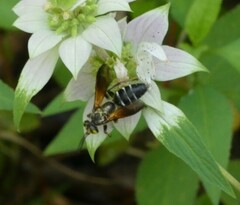 Tachytes guatemalensis