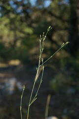 Asperula tenella