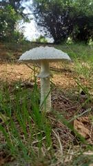 Saproamanita vittadinii