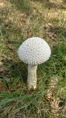 Saproamanita vittadinii