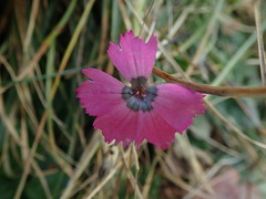 Dianthus pavonius