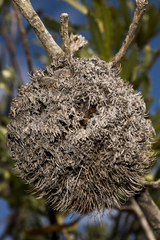 Banksia laevigata