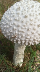 Saproamanita vittadinii