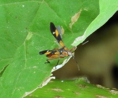 Oncopeltus guttaloides