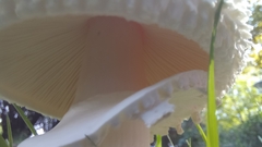 Saproamanita vittadinii