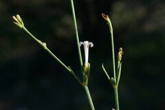Asperula tenella