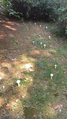 Saproamanita vittadinii