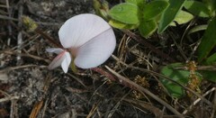 Tephrosia chrysophylla