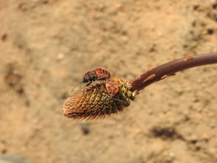 Spilostethus pandurus
